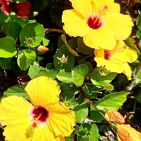 Exklusives Penthaus Am Mit Privatem Jacuzzi 4* Эль-Пальмар