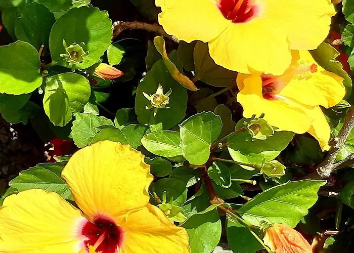 Exklusives Penthaus Am Mit Privatem Jacuzzi 4* 팔름-마르